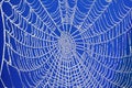 Frozen spider web Royalty Free Stock Photo