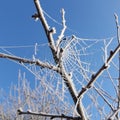 Frozen spider web Royalty Free Stock Photo