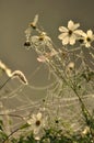 Frozen spider web with flowers