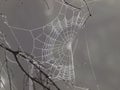 Frozen spider web. Frozen nature. A cobweb on the grass in a woods covered by iced frost. Royalty Free Stock Photo