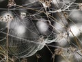 Frozen spider web. Frozen nature. A cobweb on the grass in a woods covered by iced frost. Royalty Free Stock Photo