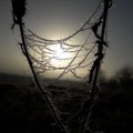 Frozen spider web Royalty Free Stock Photo