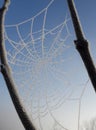 Frozen spider web Royalty Free Stock Photo