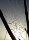 Frozen spider web Royalty Free Stock Photo