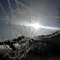 Frozen spider web Royalty Free Stock Photo