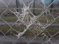 Frozen spider web on a mesh fence of the fence of the land Royalty Free Stock Photo