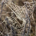 Frozen Spiders Network Royalty Free Stock Photo