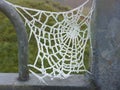 frozen spiders web on a cold winters day Royalty Free Stock Photo