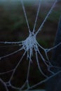 frozen spiders web isolated Royalty Free Stock Photo