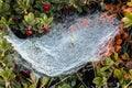 Frozen Spiderweb in Bearberry