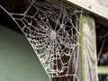 Frozen spiderweb on a wooden garden seat