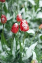 Frozen spring first blossom flower, floral vintage winter background, macro image. Blooming flowers under a snow in spring Royalty Free Stock Photo