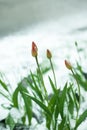 Frozen spring first blossom flower, floral vintage winter background, macro image. Blooming flowers under a snow in spring Royalty Free Stock Photo