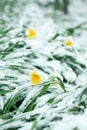 Frozen spring first blossom flower, floral vintage winter background, macro image. Blooming flowers under a snow in spring