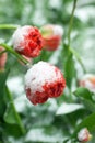 Frozen spring first blossom flower, floral vintage winter background, macro image. Blooming flowers under a snow in spring Royalty Free Stock Photo