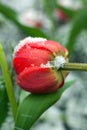 Frozen spring first blossom flower, floral vintage winter background, macro image. Blooming flowers under a snow in spring Royalty Free Stock Photo