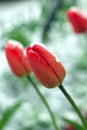 Frozen spring first blossom flower, floral vintage winter background, macro image. Blooming flowers under a snow in spring