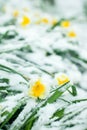 Frozen spring first blossom flower, floral vintage winter background, macro image. Blooming flowers under a snow in spring Royalty Free Stock Photo