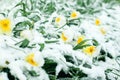 Frozen spring first blossom flower, floral vintage winter background, macro image. Blooming flowers under a snow in spring