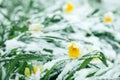 Frozen spring first blossom flower, floral vintage winter background, macro image. Blooming flowers under a snow in spring Royalty Free Stock Photo