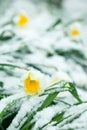 Frozen spring first blossom flower, floral vintage winter background, macro image. Blooming flowers under a snow in spring Royalty Free Stock Photo