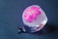 A frozen spring flower of pink color in an ice cube on a dark background. Royalty Free Stock Photo