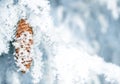 Frozen spruce branch with cone close up. Royalty Free Stock Photo