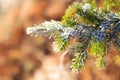 Frozen spruce branch Royalty Free Stock Photo