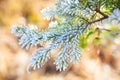 Frozen spruce branch Royalty Free Stock Photo