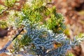 Frozen spruce branch Royalty Free Stock Photo