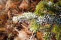 Frozen spruce branch Royalty Free Stock Photo