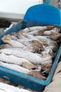 Frozen squid for fishing bait thawing in a tray with shallow depth of field