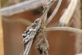 Frozen stalks of a cup and saucer plant Royalty Free Stock Photo