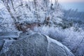 Frozen stone on foreground with frost on trees on background, wide angle view Royalty Free Stock Photo