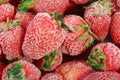 Frozen Strawberries Royalty Free Stock Photo