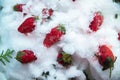 Frozen strawberries in the snow and ice
