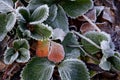 Frozen Strawberry Plants in a Garden