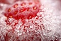 Frozen strawberry selectived focus Royalty Free Stock Photo