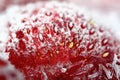 Frozen strawberry selectived focus Royalty Free Stock Photo