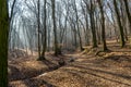 Frozen stream in huge trough in forest in late february winter with fog, sun beams and long tree shadows