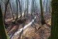 Frozen stream in huge trough in forest in late february winter with fog, sun beams and long tree shadows