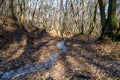 Frozen stream in huge trough in forest in late february winter with fog, sun beams and long tree shadows