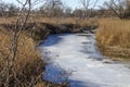 Frozen stream and thorny locust tree, rural Kansas