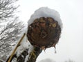 Frozen sunflower dried and snow-covered in first snow of the season scenery in late November Royalty Free Stock Photo