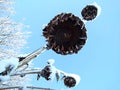 Frozen sunflower dried and snow-covered in wonderful cold winter morning under cloudless sky