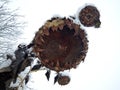 Frozen sunflower dried and snow-covered with natural formed smiley face in first snow of the season scenery in late November