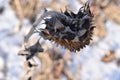 The frozen sunflower under the new season