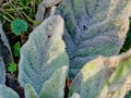 Frozen leaf of a great mullein plant in winter sunlight - Verbascum thapsus Royalty Free Stock Photo