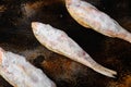 Frozen surmullet  fish, on old dark rustic table background Royalty Free Stock Photo