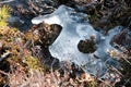 Frozen swamp with dry grass and melted ice water in early spring. The last snow and ice in March forest. Estonia Royalty Free Stock Photo